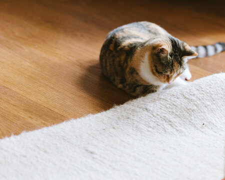 Cat trying to cathc something laying under a carpet