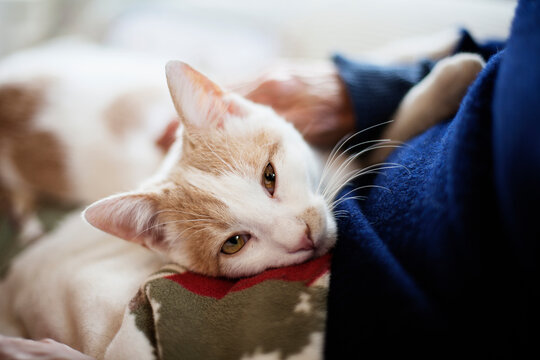 Close up of cat enjoying laying on his owner's lap