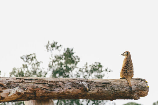 Meerkat on alert