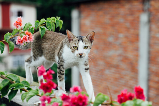 Cat walking on the terrace.
