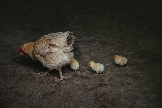 Hen and chicken