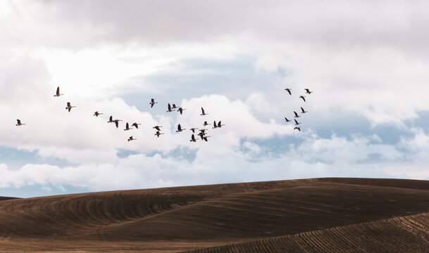 Flock of Birds Flying Over Rolling Hills