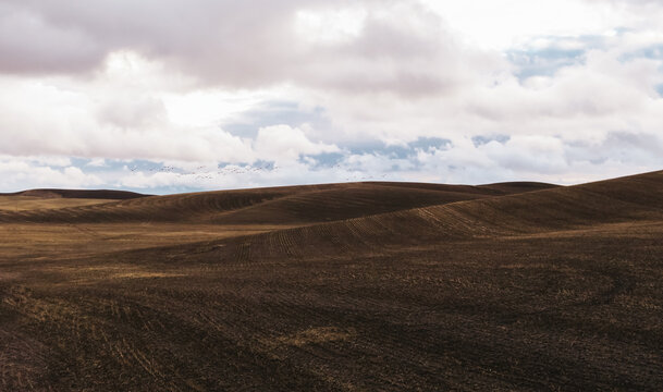 Flock of Birds Flying Over Rolling Hills