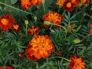 Tagetes patula french marigold in bloom