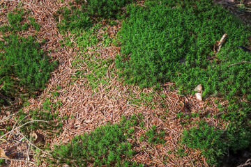Detailed close up view at different moss textures on a forest ground © Michael