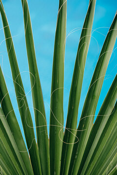 Bright green palm leaves stretching against blue backround (a pool)