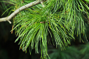 Pine close-up. Coniferous forest. Textured background.