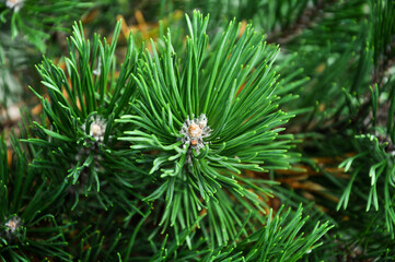 Naklejka na ściany i meble Spruce close-up. Coniferous forest. Textured background.