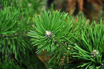 Spruce close-up. Coniferous forest. Textured background.