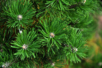 Spruce close-up. Coniferous forest. Textured background.