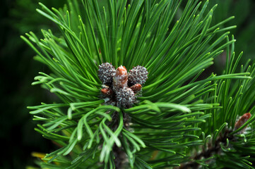 Spruce close-up. Coniferous forest. Textured background.