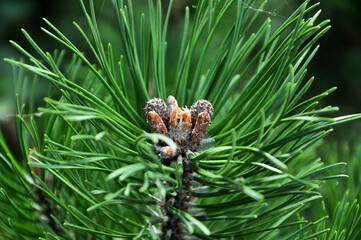 Spruce close-up. Coniferous forest. Textured background.