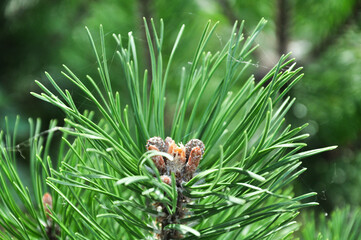 Spruce close-up. Coniferous forest. Textured background.