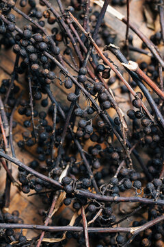 Himalayan spice known as Timur/Tejpal/Sichuan pepper