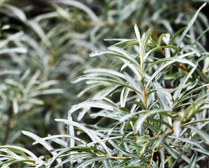 a branch of a silvery willow. natural background