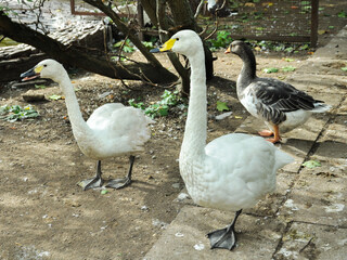 Domestic geese graze on a goose farm. Walking geese.