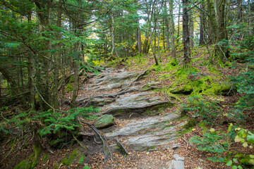 A rocky saection of the Apalacian trail near Greylock Ridge and Adams, Massachusetts