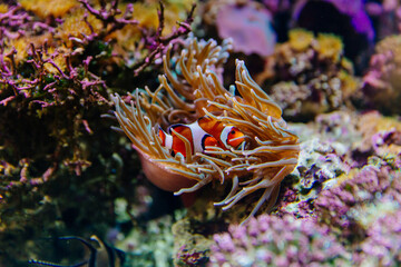 Clown fish hiding in sea anemones