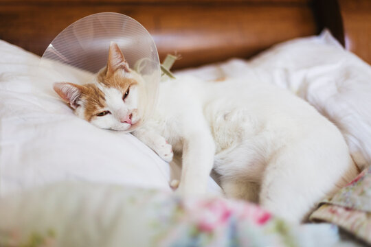 Healing cat laying on bed wearing elizabethan collar