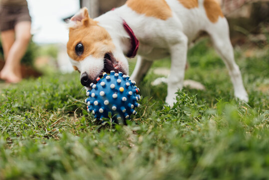 Jack russel puppy playing with ball