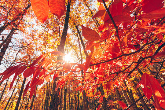 Beautiful colorful forest in Autumn