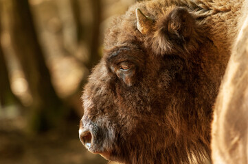 Seitenportrait vom Kopf eines Wisent 