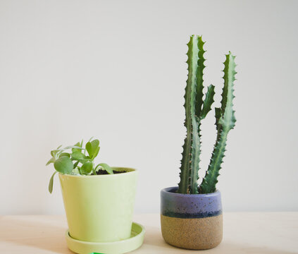 Desk plants
