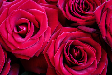 Bouquet of big red roses. Top down view. Closeup