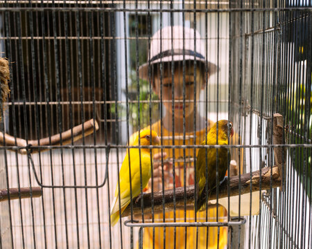 Young boy with hat looking at a pair of African Lovebirds in a cage with pity