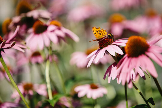 Foraging Comma butterfly or anglewings