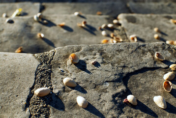 Close up of pistachio shells sitting on top of some stone work.