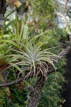 Tillandsia air plant