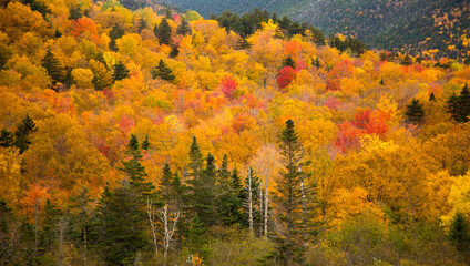 View of the White Mountain National Forest from the Conway Scenic Railway on the Crawford Notch route, just west of Bartlett, New Hampshire.  Hardwood trees are showing peak fall color.