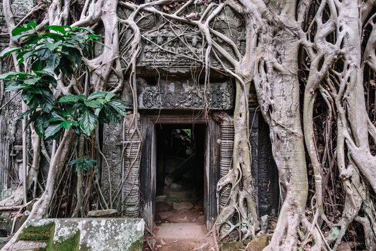 Ta Prohm Temple, aka Tomb Raider Temple, Siem Reap, Cambodia