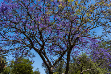 Inicio da primavera no parque do Ibirapuera em São Paulo Brasil - Inicio da Primavera 2020