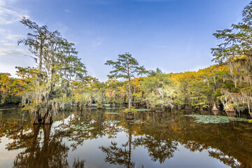 Fototapeta na wymiar Cypress trees in the swamp of the Caddo Lake State Park, Texas