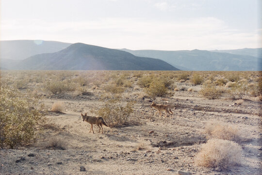 Panamint Valley Desert Coyotes