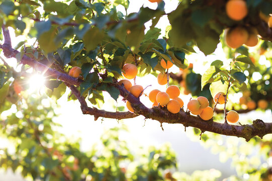 Organic Apricots Growing On Tree