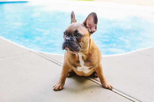 A blue fawn french bulldog hanging out by the pool.