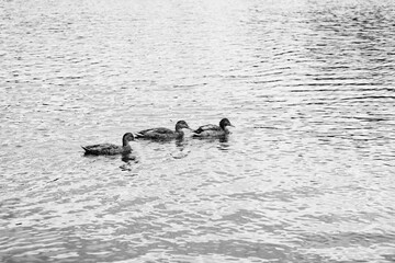 Groupe de canards sauvages sur l'eau .