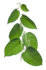 Fototapeta na wymiar Reynoutria sachalinensis ( russian giant knotweed or Sakhalin knotweed) in a glass vessel on a white background