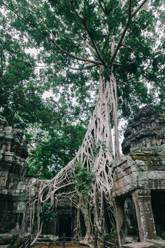 Ta Prohm Temple, aka Tomb Raider Temple, Siem Reap, Cambodia