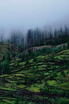 Fallen trees lead up to fog