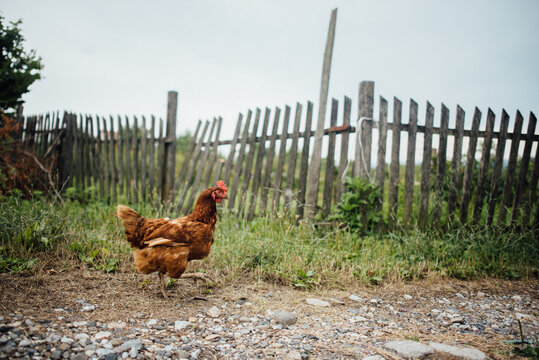 Chicken crossing the village road