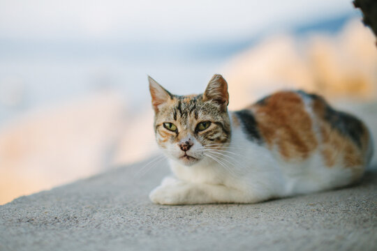 A portrait of a kitten
