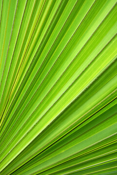 Palm leaf detail