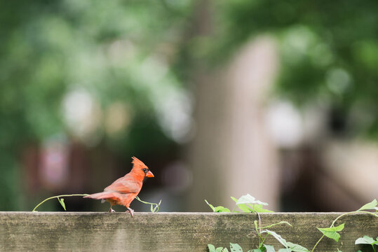 Male cardinal perched on an ivy covered fence.