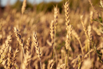 Spikes of wheat with blurred field on a background.