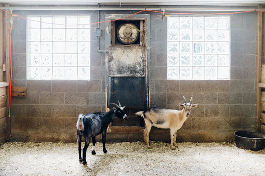 Two goats standing in a barn stall looking at the camera.