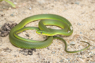 Rough green snake - Opheodrys aestivus